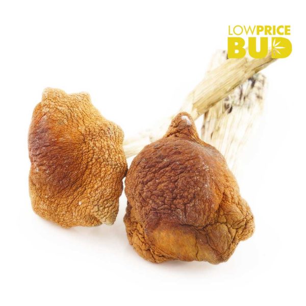 Magic Mushrooms Golden Teachers - Potent Psychedelic Experience