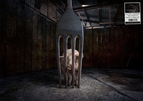 Factory Farming Cruelty for Humans, Animals and the Planet